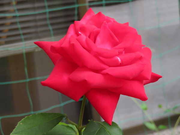 e0350415_00220117.jpg