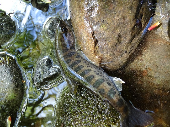 f0360815_16233667.jpg