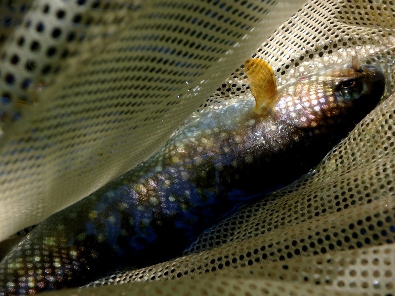 d0091323_12250413.jpg