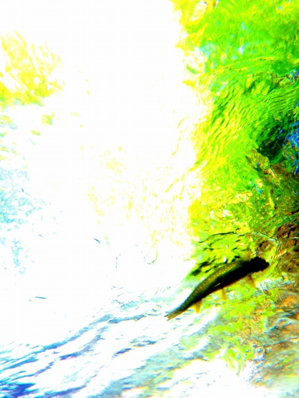 d0091323_12254818.jpg