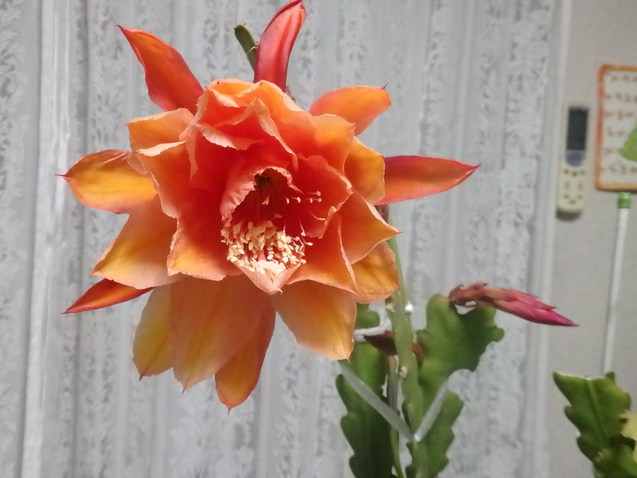 a0054240_2132869.jpg