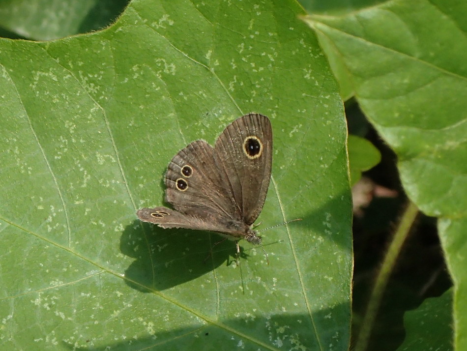e0128144_05260748.jpg