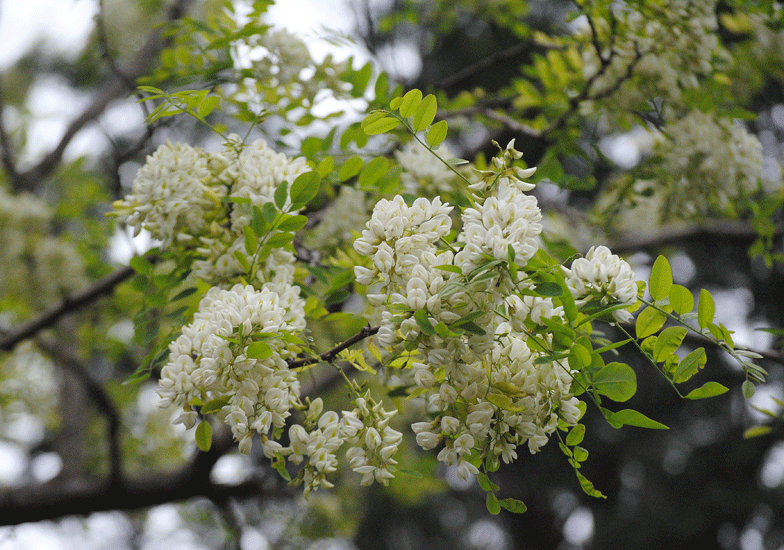 a0001354_20341688.gif