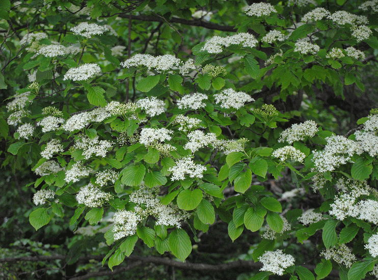 a0001354_20362618.gif