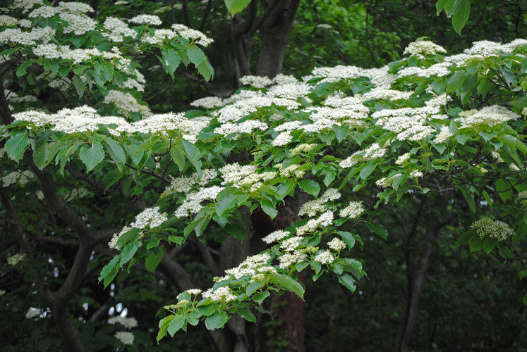 a0001354_20363477.gif