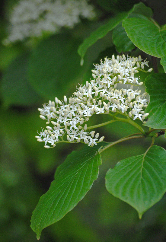 a0001354_20364322.gif