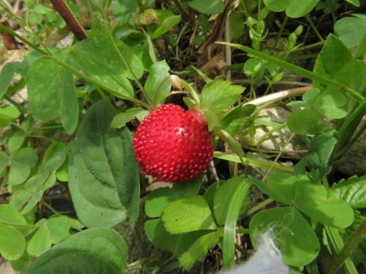 a0018655_14592240.jpg