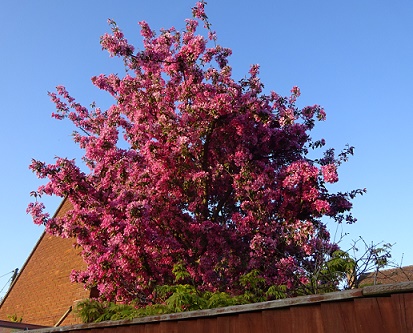 e0010856_1204792.jpg