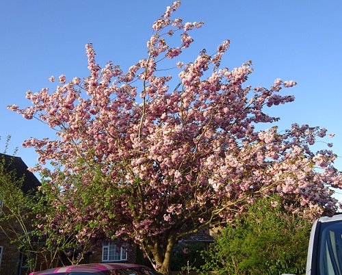 e0010856_1212776.jpg