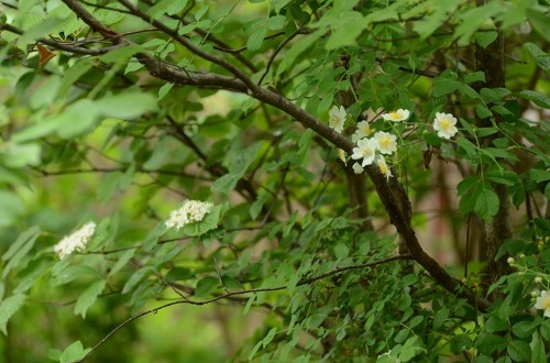 c0186463_23502210.jpg