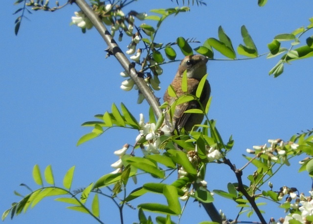f0378979_15350554.jpg