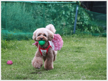 b0175688_23261617.gif