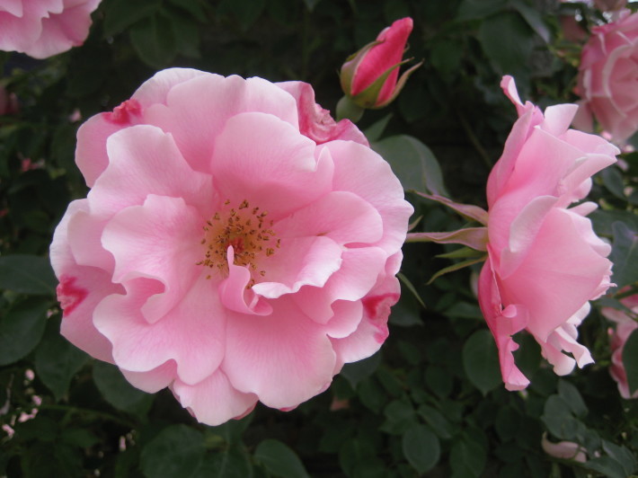 f0201297_08195867.jpg