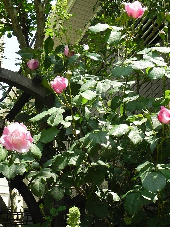 c0152002_18323101.jpg