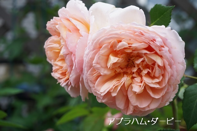 a0067720_21343583.jpg