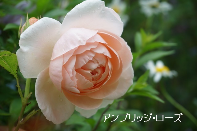 a0067720_21343670.jpg