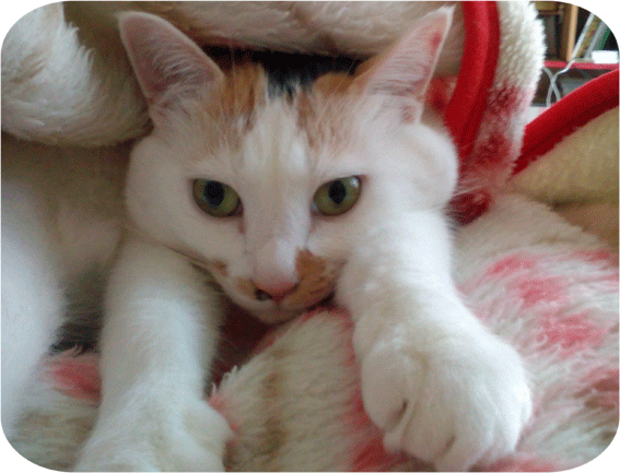 a0278632_23541503.gif