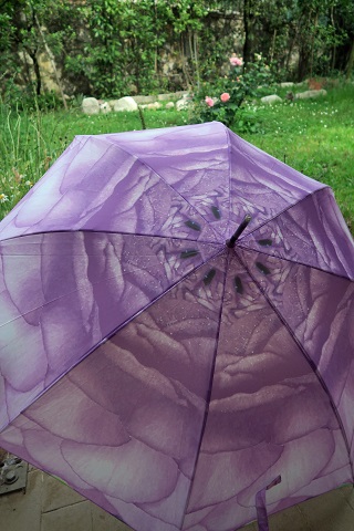傘させば花開く傘と庭のバラ - イタリア写真草子