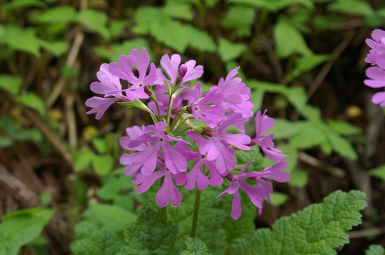 f0114346_77910.jpg