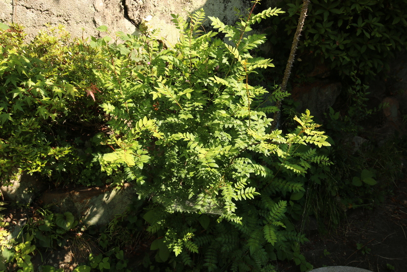 c0074553_9374736.jpg