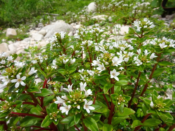d0340681_21512557.jpg