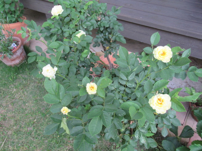 f0297809_20202505.jpg