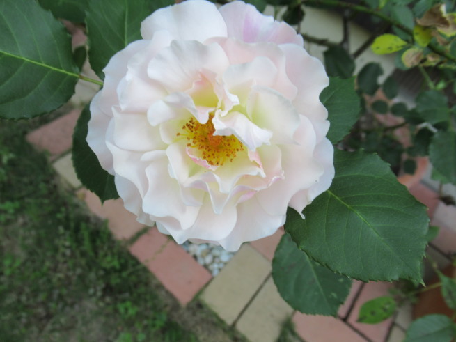 f0297809_20204197.jpg