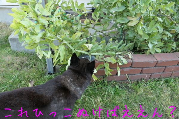 f0369014_21060630.jpg