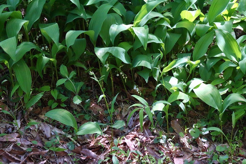 e0106724_03070851.jpg