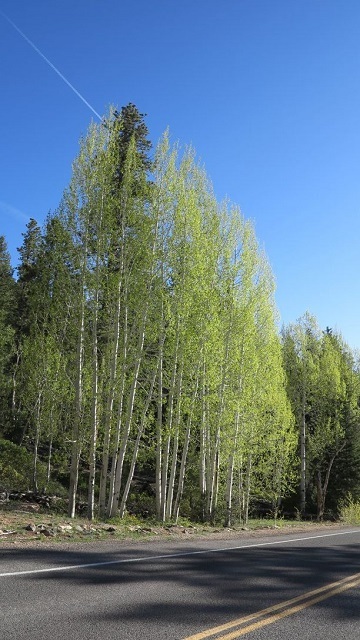 c0355451_15551808.jpg