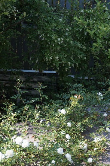 d0083761_20123266.jpg