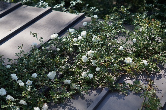 d0083761_20125350.jpg