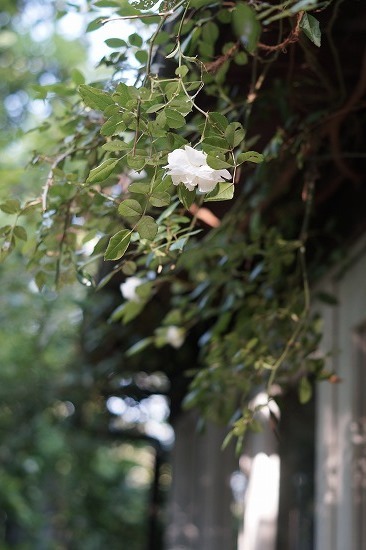 d0083761_20132721.jpg