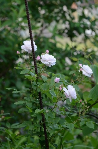 c0186463_23471314.jpg