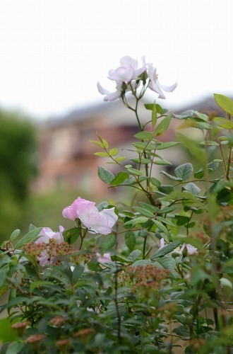 c0186463_23471411.jpg