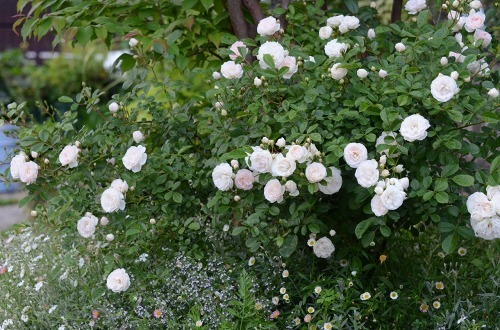 c0186463_23471432.jpg