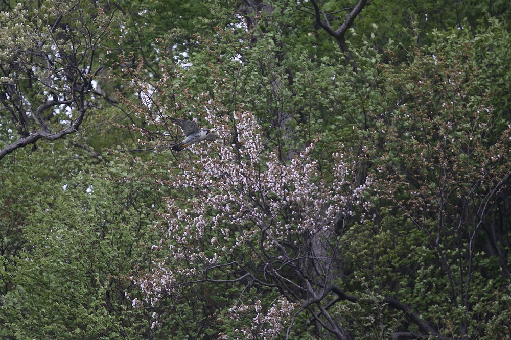 f0347565_15514891.jpg