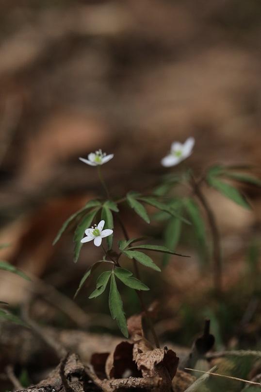 e0304170_12301718.jpg