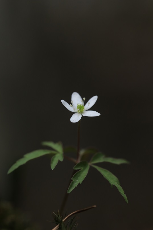 e0304170_12304422.jpg