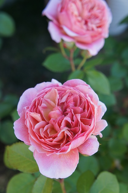 c0082179_423289.jpg