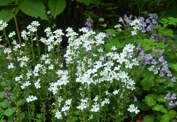 c0144185_1642437.jpg