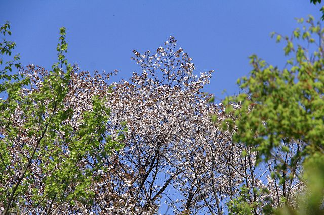 e0137200_181419.jpg