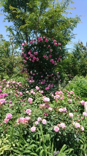 c0179308_13340445.jpg