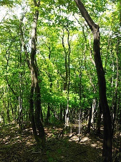 c0359615_21442311.jpg