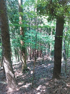 c0359615_21444718.jpg