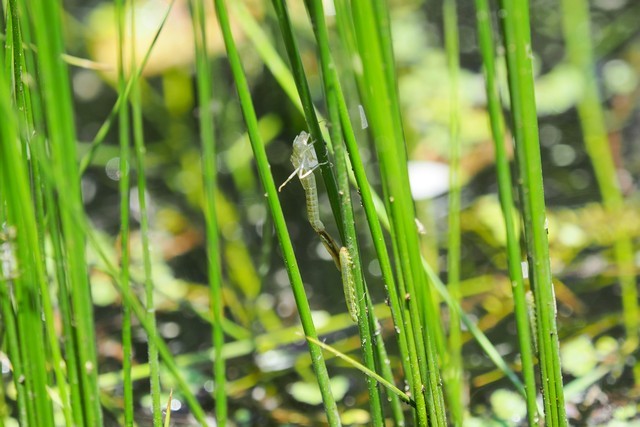 c0369423_23230157.jpg