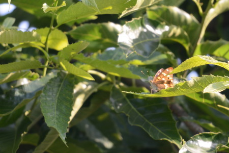 c0353632_17015763.jpg