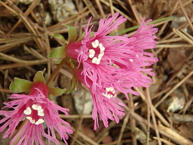 f0334143_1753985.jpg