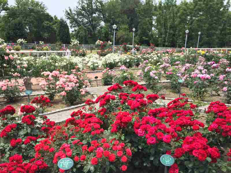 d0151746_16444871.jpg