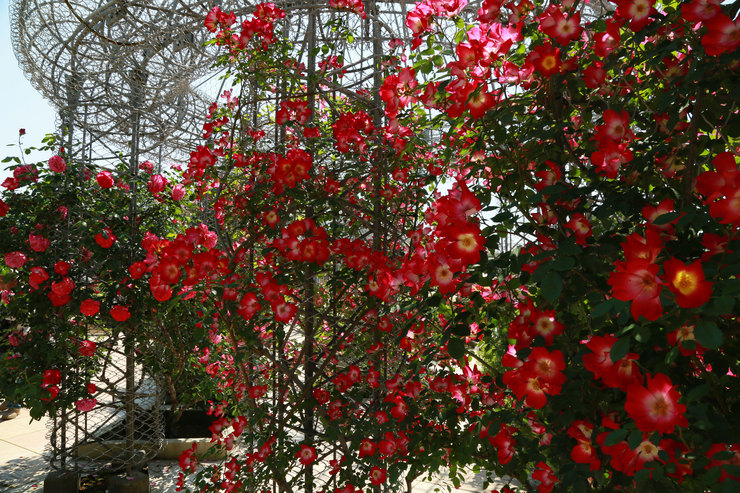 a0120949_8223933.jpg